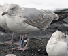 2cy argentatus in November, ringed in the Norway. (83436 bytes)