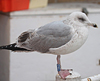 1cy argenteus in November, ringed in Belgium. (25637 bytes)