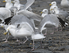 Herring Gull