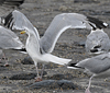 Herring Gull