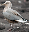 3cy argenteus in October, ringed in Belgium. (71010 bytes)