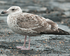Herring Gull