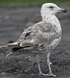 Herring Gull