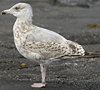 adult argenteus in October, ringed in Belgium. (60142 bytes)
