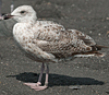 adult argenteus in October, ringed in Belgium. (60142 bytes)