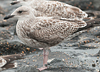 adult argenteus in October, ringed in Belgium. (60142 bytes)