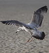 1cy argenteus in November, ringed in Belgium. (25637 bytes)