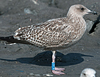 1cy argenteus in November, ringed in Belgium. (25637 bytes)