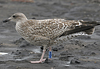 1cy argenteus in November, ringed in Belgium. (25637 bytes)