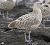1cy argenteus in November, ringed in Belgium. (25637 bytes)