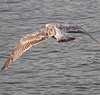 1cy argenteus in November, ringed in Belgium. (25637 bytes)