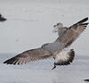 1cy argenteus in November, ringed in Belgium. (25637 bytes)