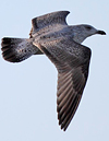 1cy argenteus in November, ringed in Belgium. (25637 bytes)