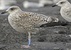 1cy argenteus in November, ringed in Belgium. (25637 bytes)