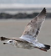 3cy argenteus in March, ringed in Belgium. (61218 bytes)