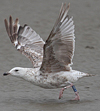 1cy argenteus in November, ringed in Belgium. (25637 bytes)