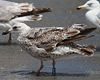 1cy argenteus in November, ringed in Belgium. (25637 bytes)