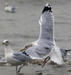 3cy argentatus in January. (80207 bytes)