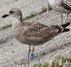 Herring Gull