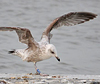 2cy argenteus in March, ringed in Belgium. (63421 bytes)