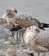 2cy argenteus in March, ringed in Belgium. (63421 bytes)