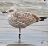 1cy argenteus in November, ringed in Belgium. (25637 bytes)