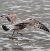 2cy argenteus in March, ringed in Belgium. (63421 bytes)