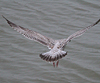 Herring Gull