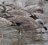 2cy argenteus in March, ringed in Belgium. (63421 bytes)