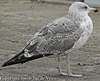 2cy argenteus in November, ringed in Russia. (77184 bytes)