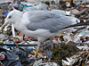 1cy argenteus in August, ringed in Belgium. (90559 bytes)