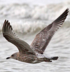 2cy argenteus in March, ringed in Belgium. (63421 bytes)
