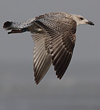2cy argenteus in March, ringed in Belgium. (63421 bytes)