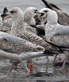2cy argenteus in March, ringed in Belgium. (63421 bytes)