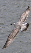 3cy argenteus in March, ringed in Belgium. (61218 bytes)