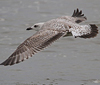 1cy argenteus in August, ringed in Belgium. (90559 bytes)
