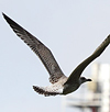 2cy argenteus in March, ringed in Belgium. (63421 bytes)
