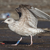 Herring Gull