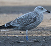 Herring Gull