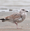 Herring Gull