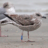 Herring Gull