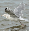 Herring Gull