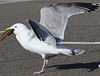 2cy argentatus in February, ringed in Norway. (75189 bytes)
