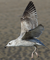 2cy argenteus in April, ringed in Belgium. (101497 bytes)
