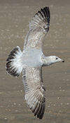 3cy argentatus in January. (80207 bytes)