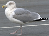 sub-adult argenteus in November. (55122 bytes)
