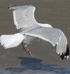 Herring Gull