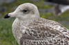 1cy argenteus in November, ringed in Belgium. (25637 bytes)