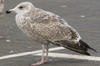 2cy argentatus in November. (81321 bytes)