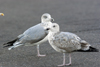 2cy argentatus in November. (81321 bytes)
